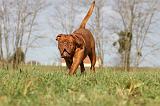 DOGUE DE BORDEAUX 126